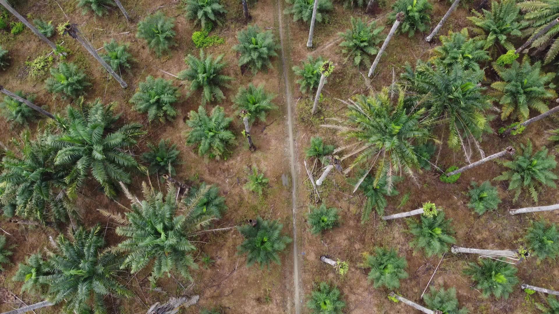 用干油棕榈树俯视乡村道路视频的预览图