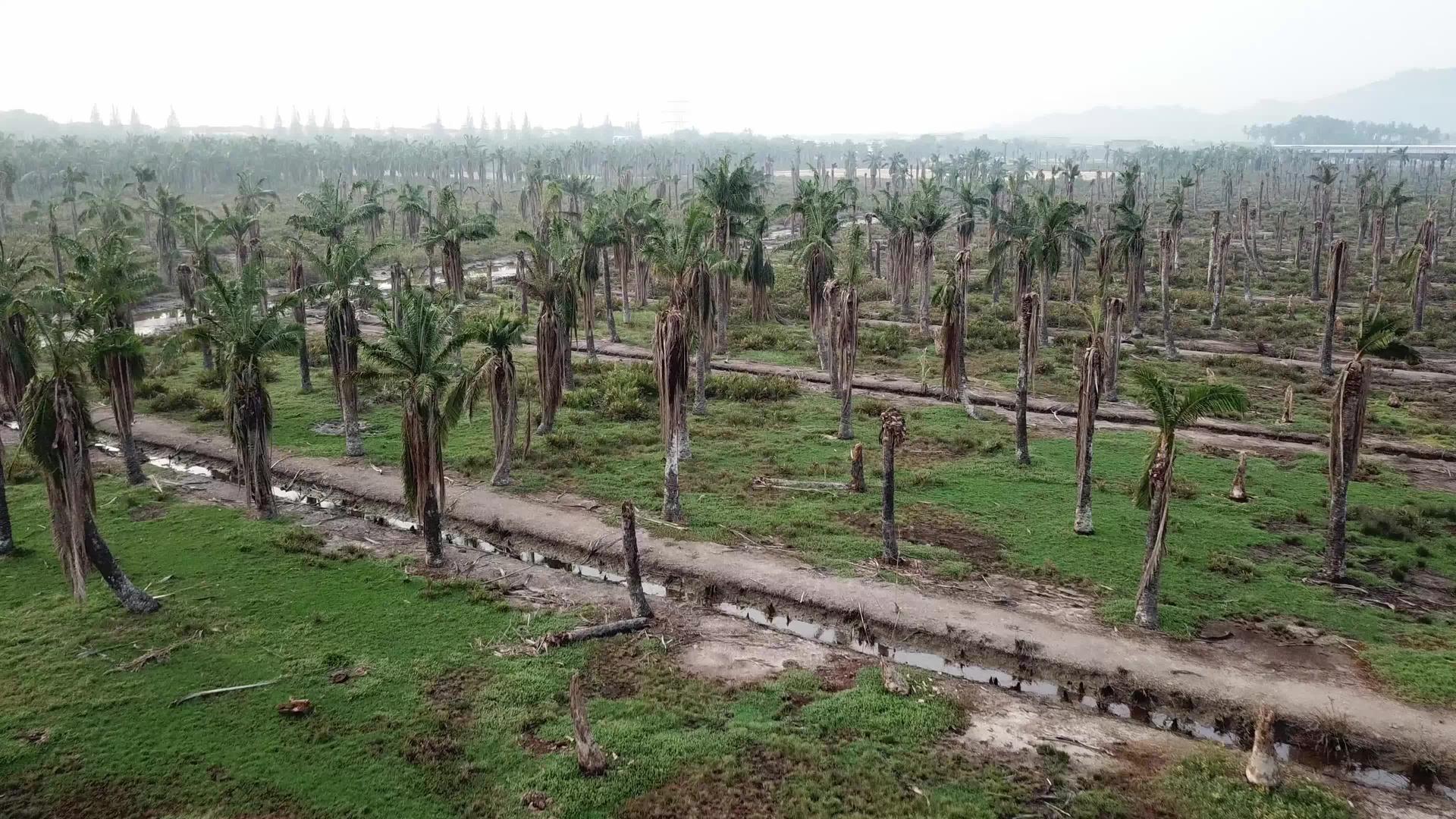 仰望双江死去的棕榈树视频的预览图