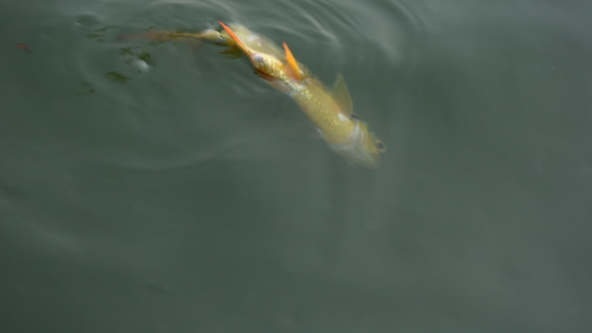鱼伤致死视频的预览图