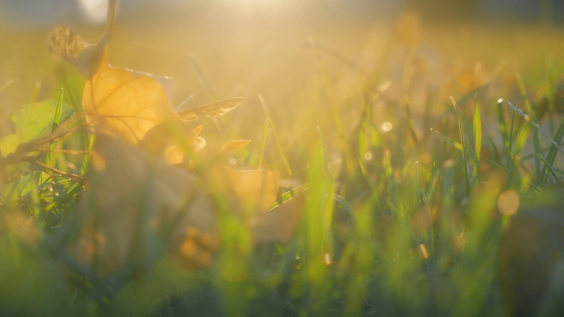 夕阳下逆光拍摄草地上枯黄的落叶视频的预览图