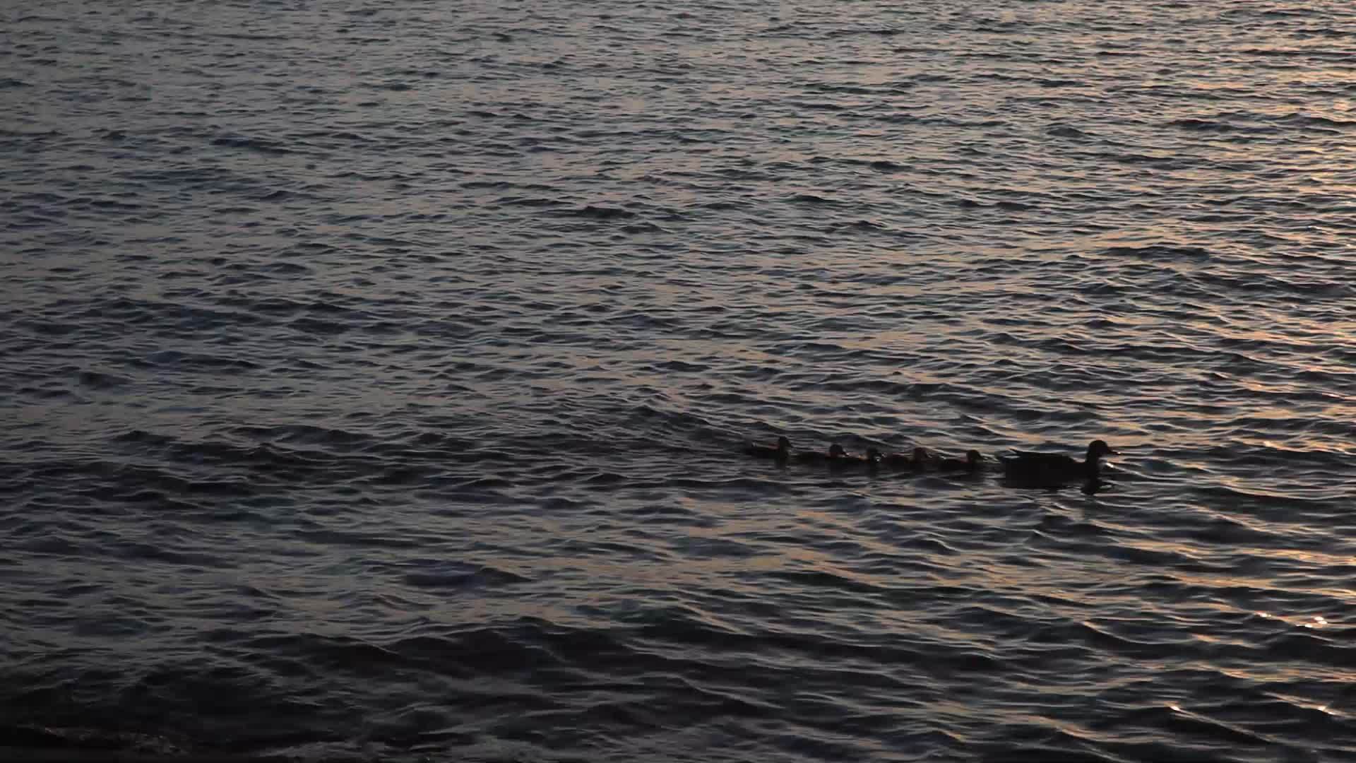 母鸭和婴儿鸭就像水中的黄昏视频的预览图