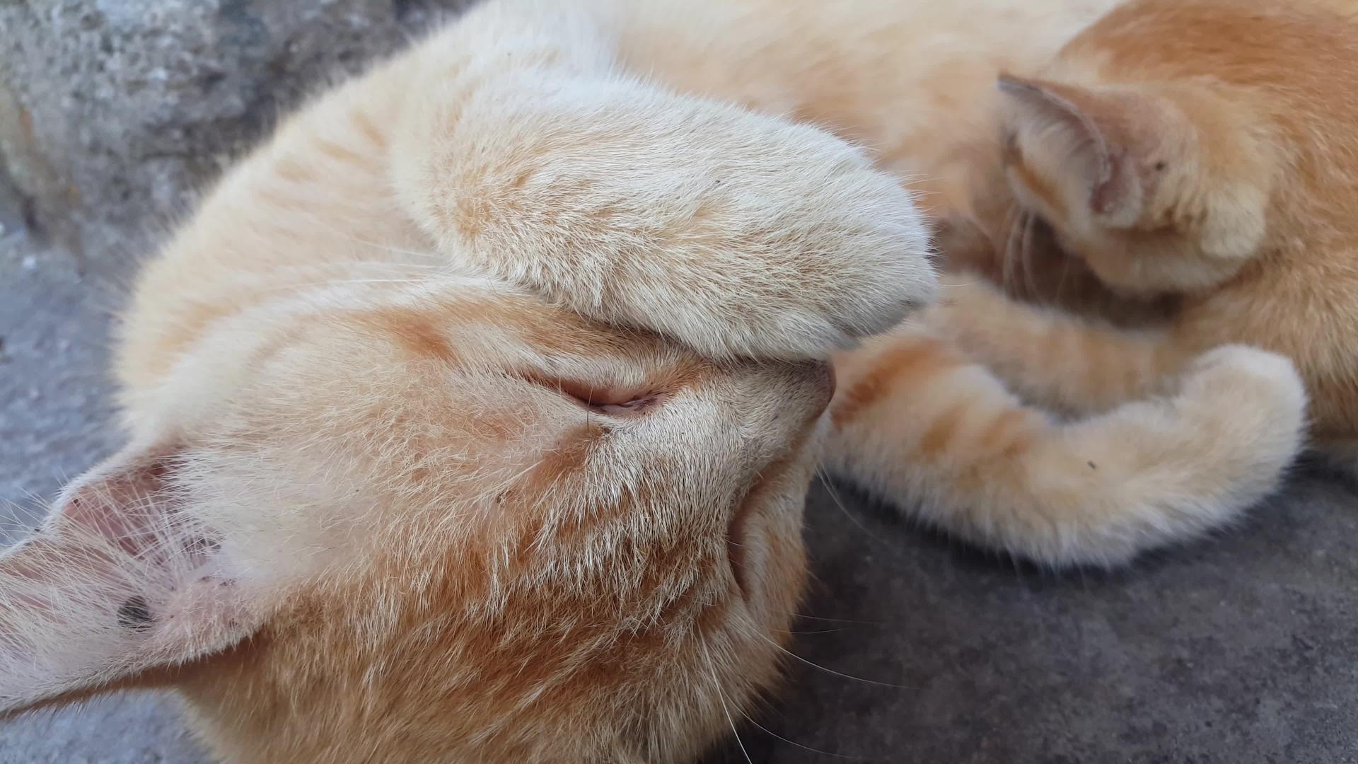 睡猫用手捂脸视频的预览图