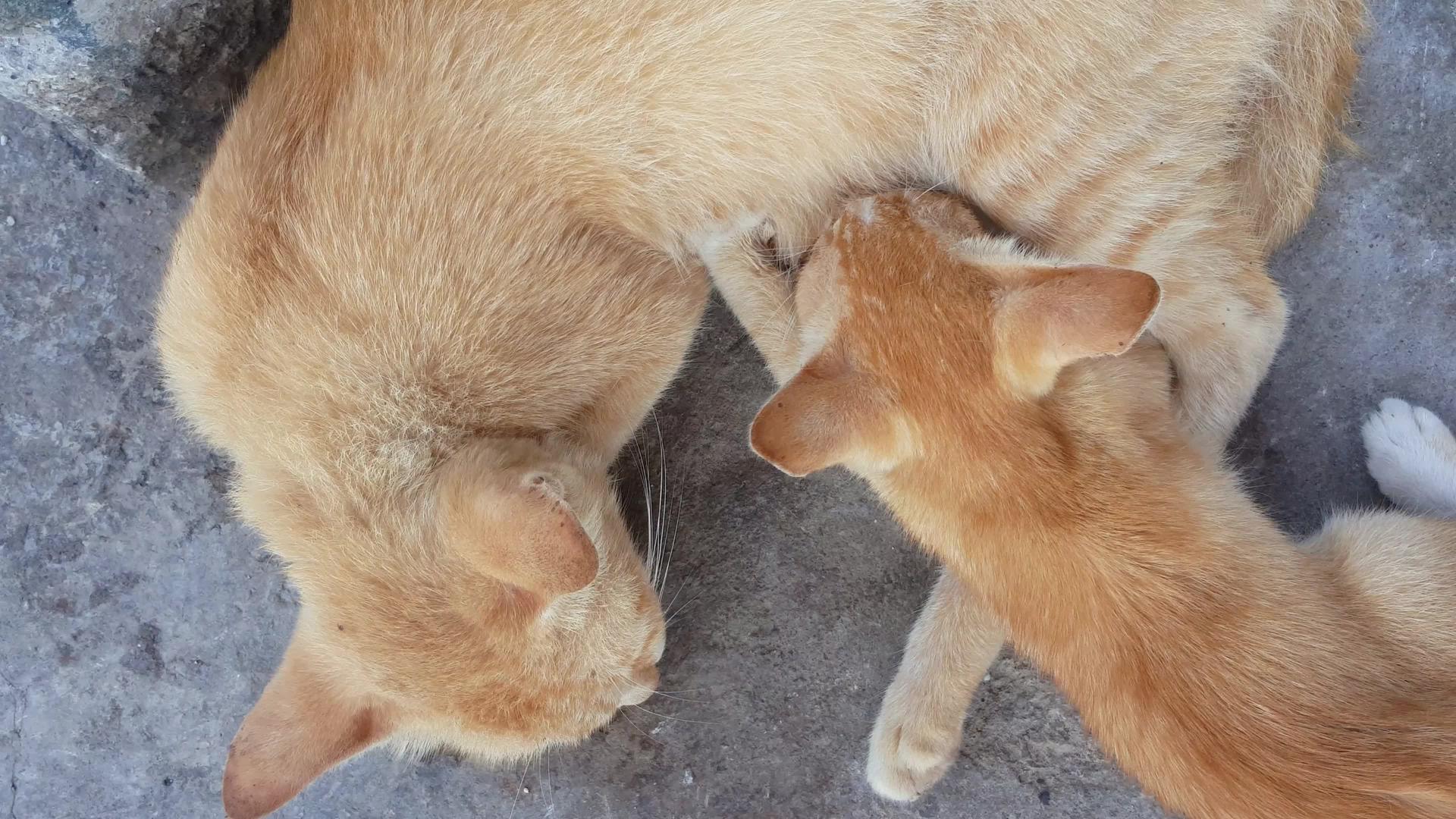 猫妈妈喂奶视频的预览图