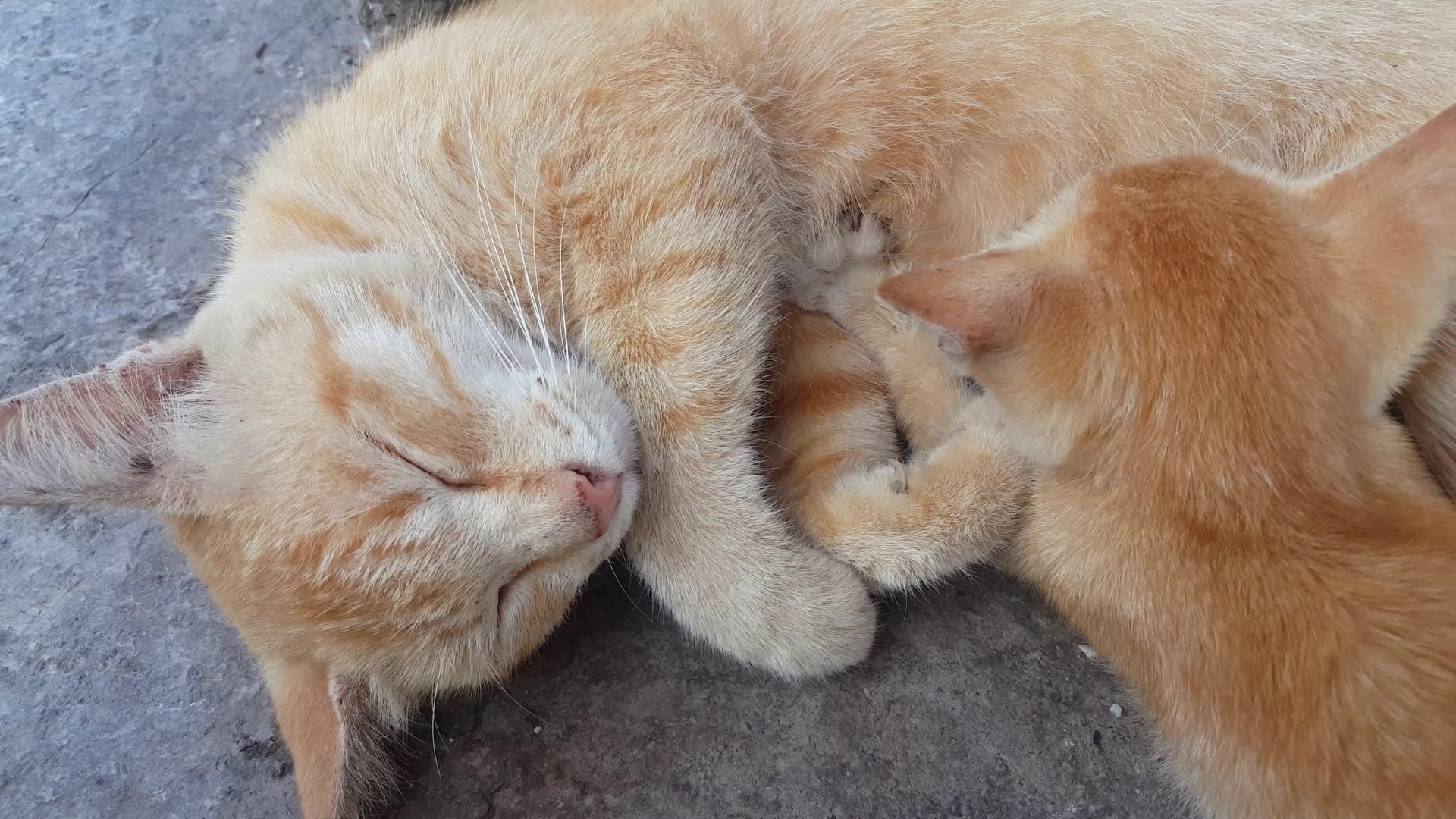 猫妈妈睡觉猫吸奶视频的预览图