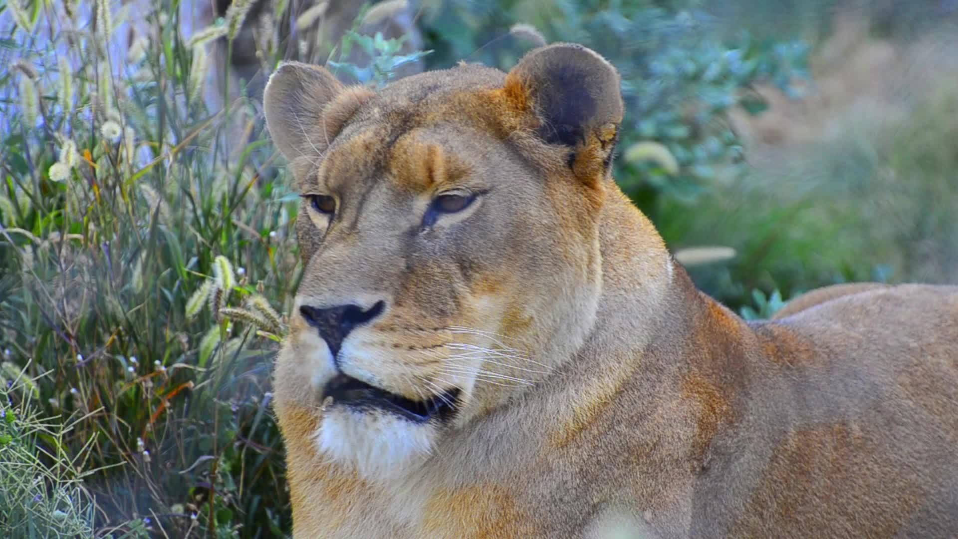 中央坦扎尼亚州Serengeti国家公园狮子的肖像视频的预览图