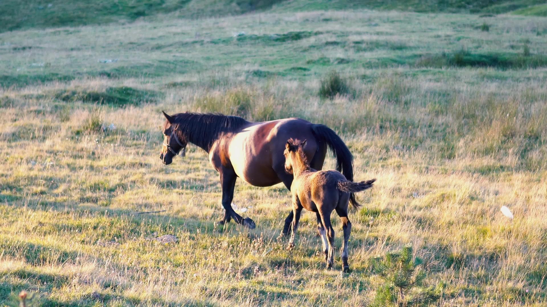黄昏时分野马在草地上奔跑和放牧视频的预览图