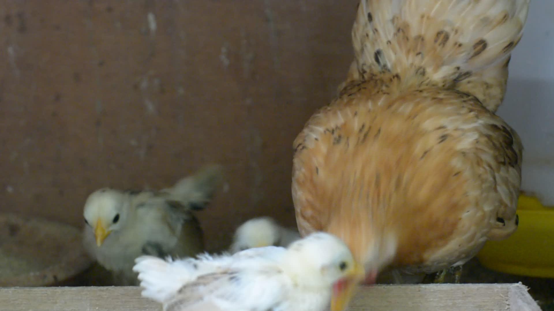 母鸡和小鸡吃视频的预览图