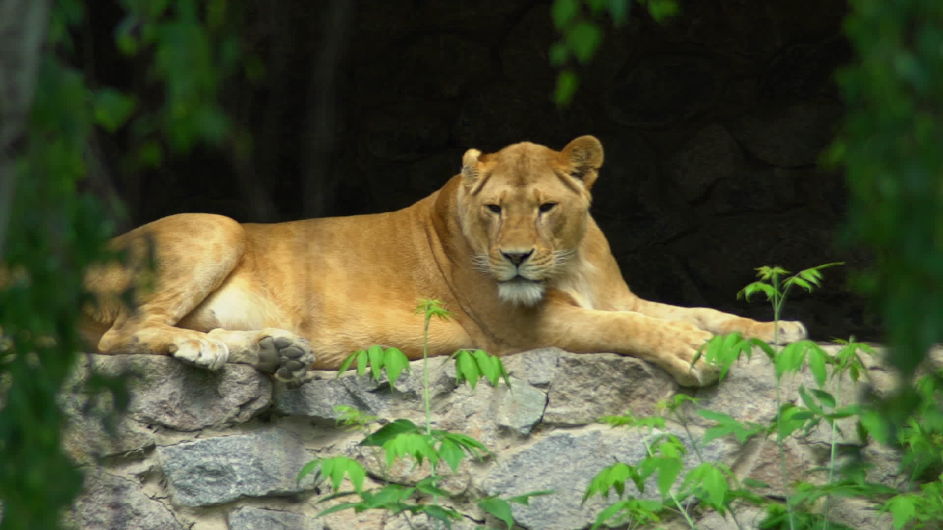 雌狮躺在岩石上视频的预览图