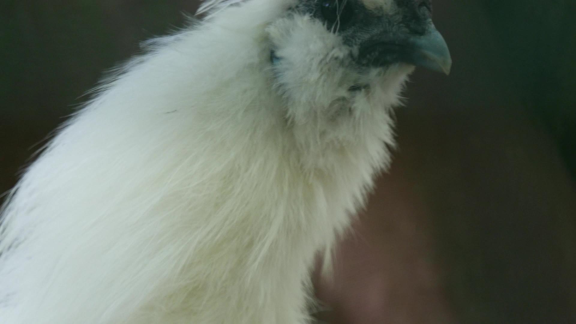 丝绸鸡的肖像视频的预览图