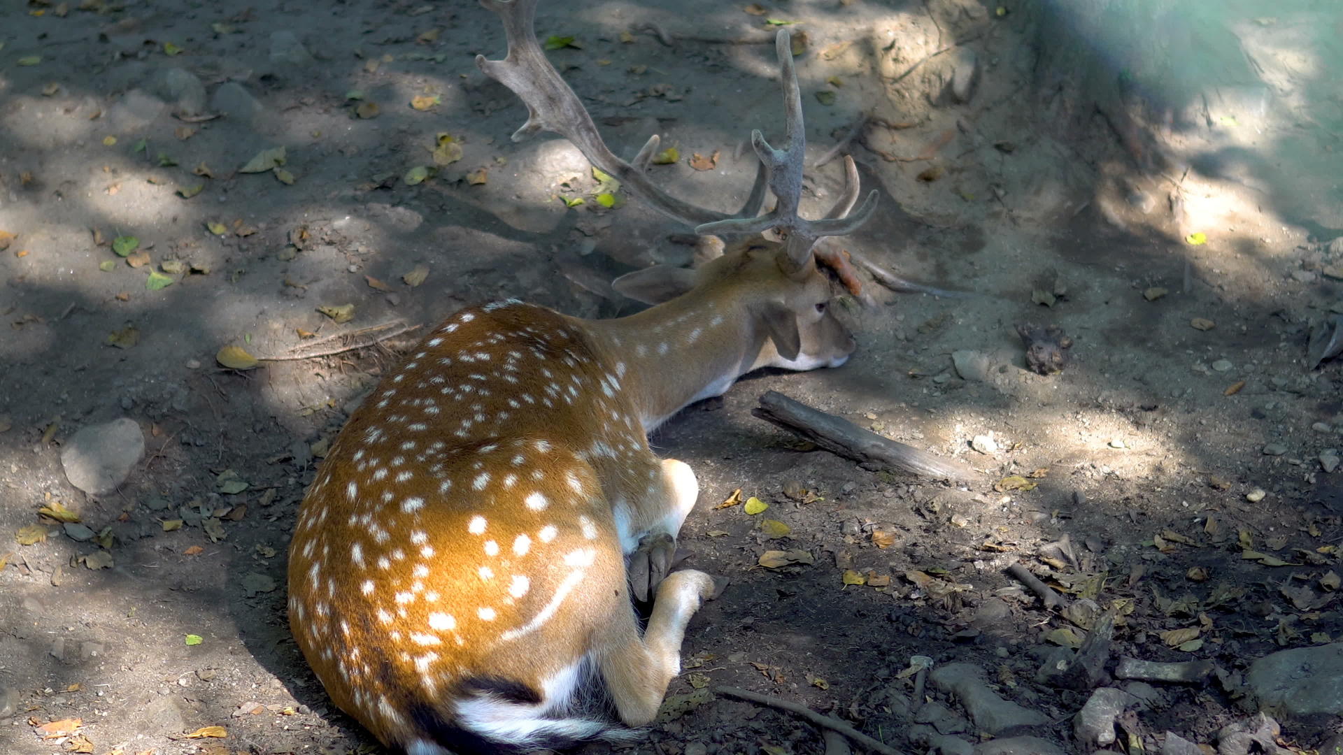 孤独的鹿坐在森林里休息视频的预览图