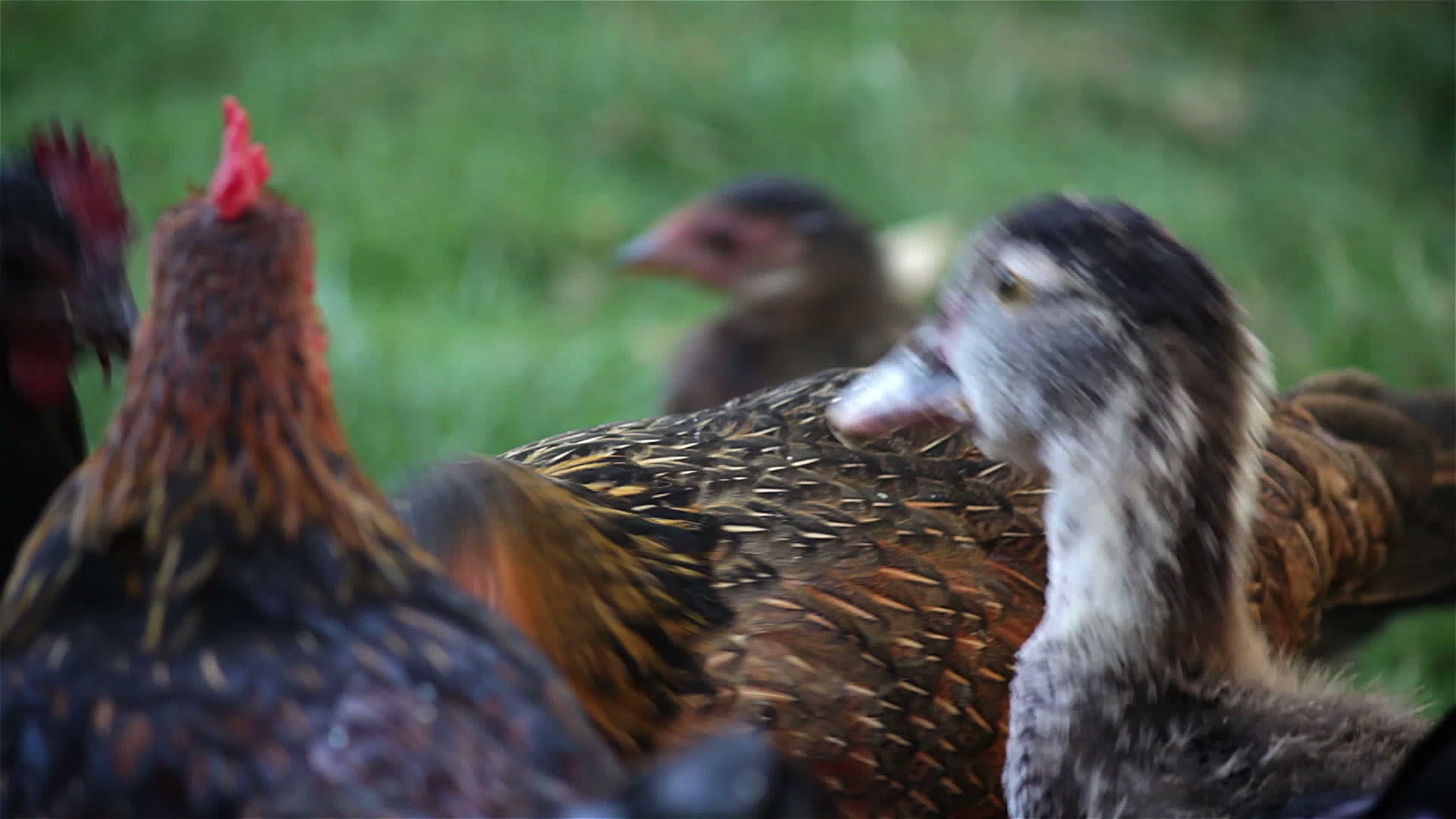 在花园里吃鸡鸭视频的预览图