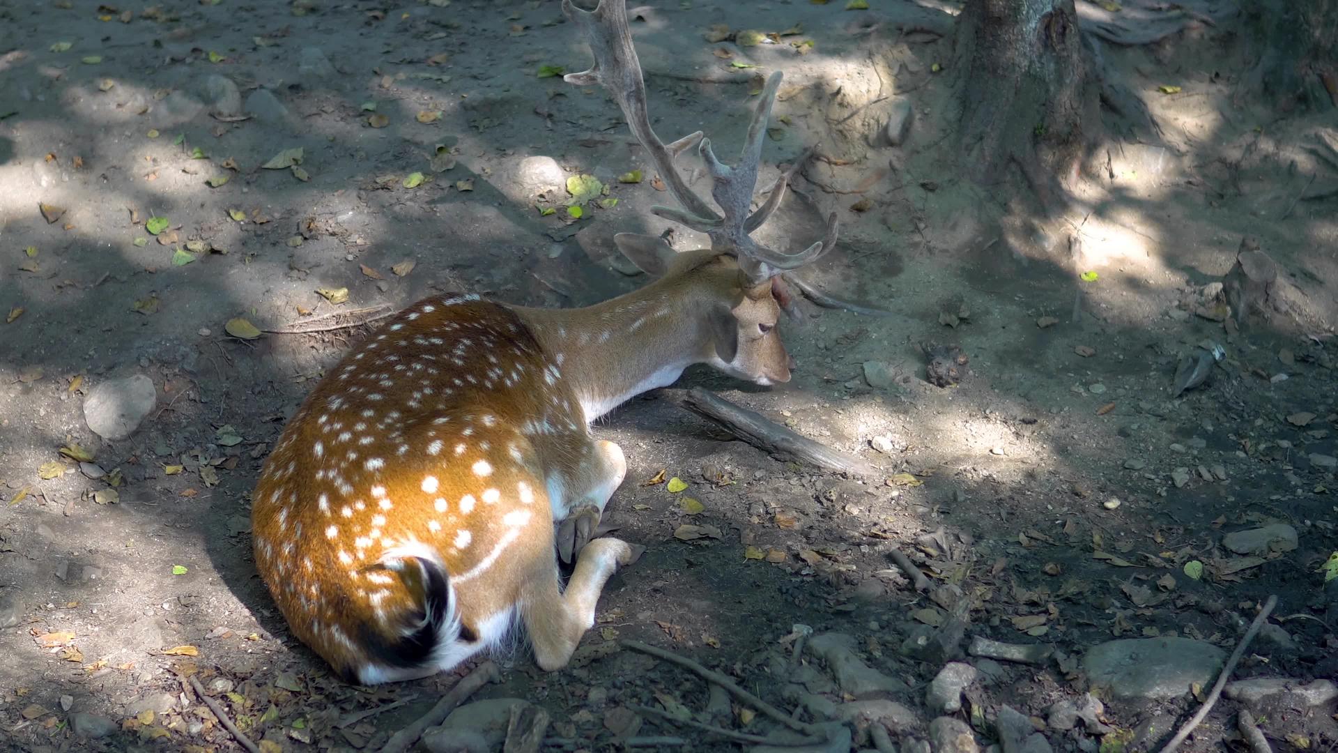 孤独的鹿试图在树林里休息视频的预览图