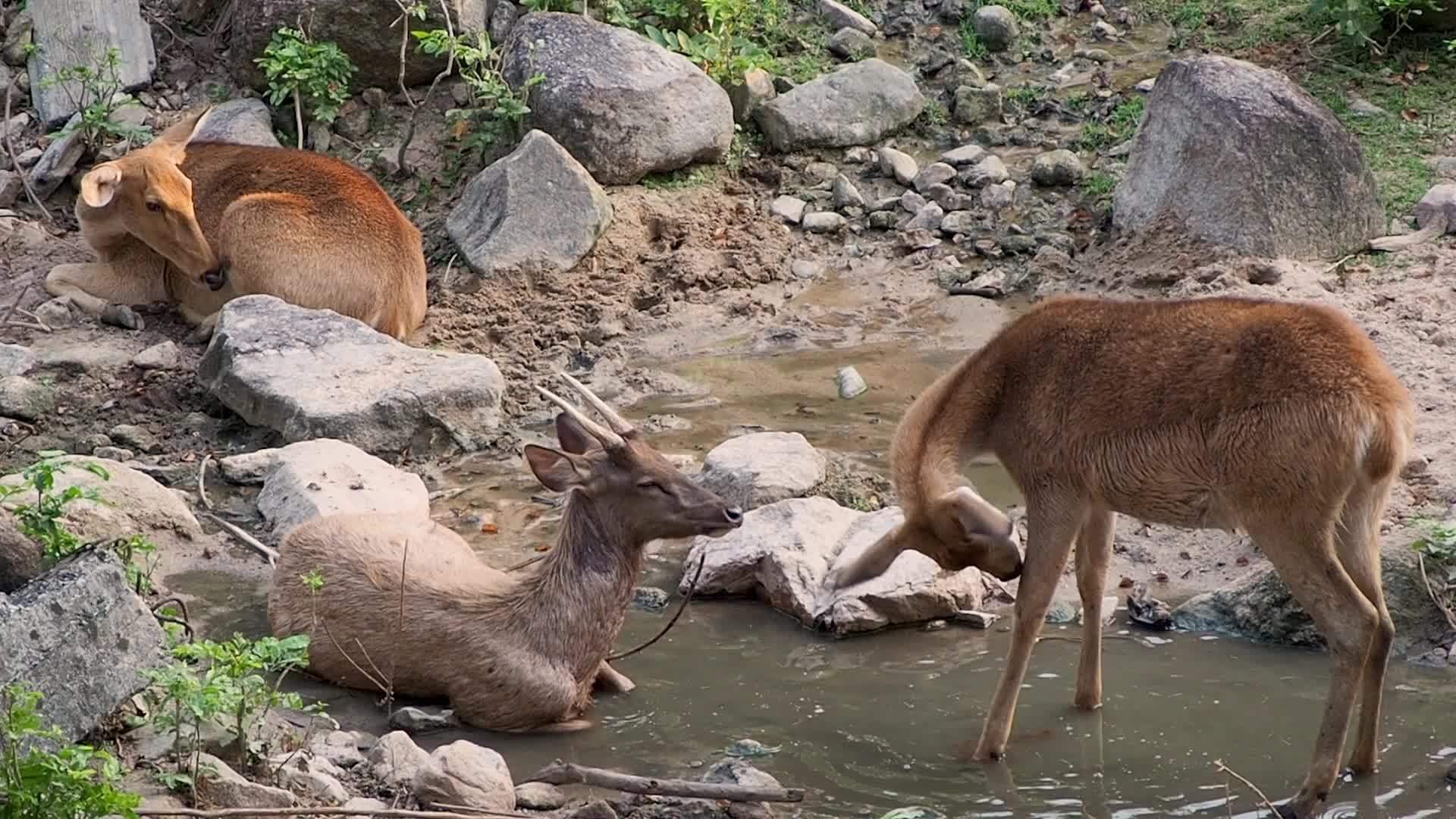三只鹿在森林里休息视频的预览图