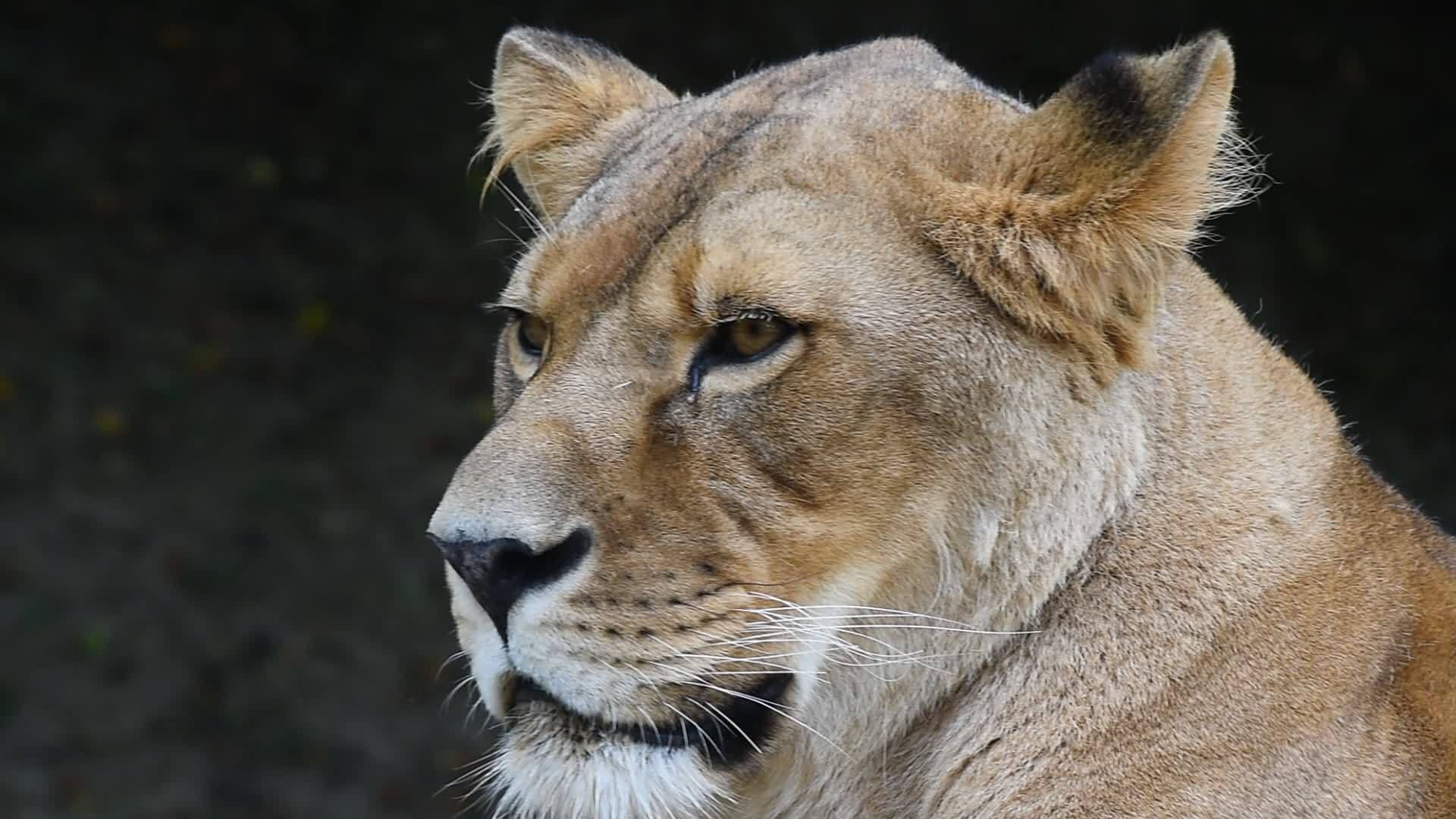 近距离拍摄非洲狮女的肖像视频的预览图