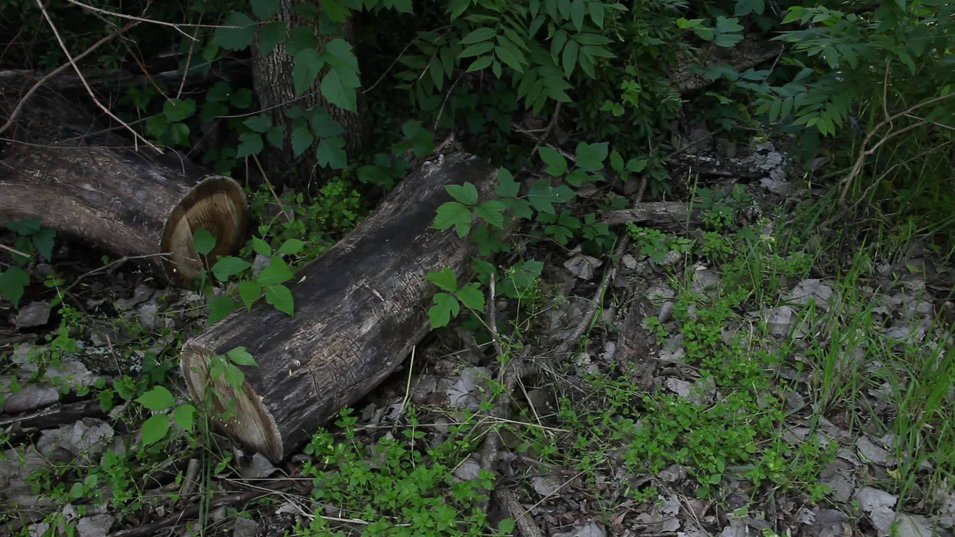 有些原木周围有毒的常春藤视频的预览图