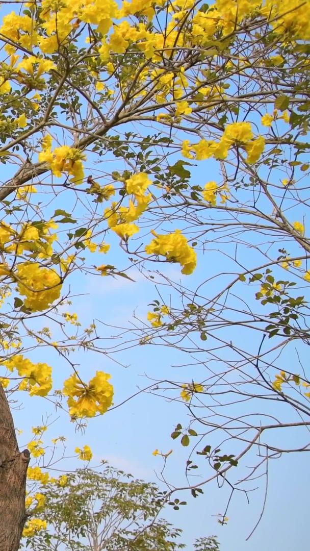 黄花风铃木盛开视频的预览图