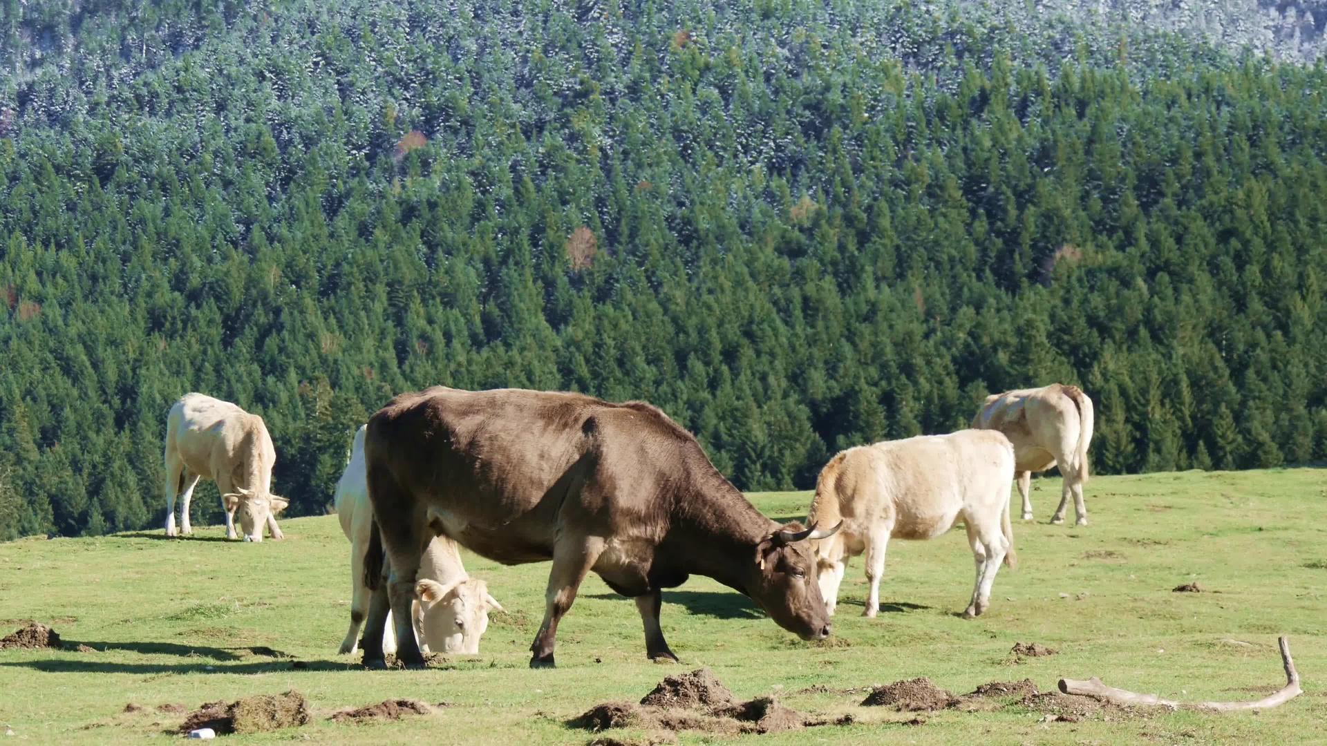 在高山牧场放牧的牛视频的预览图
