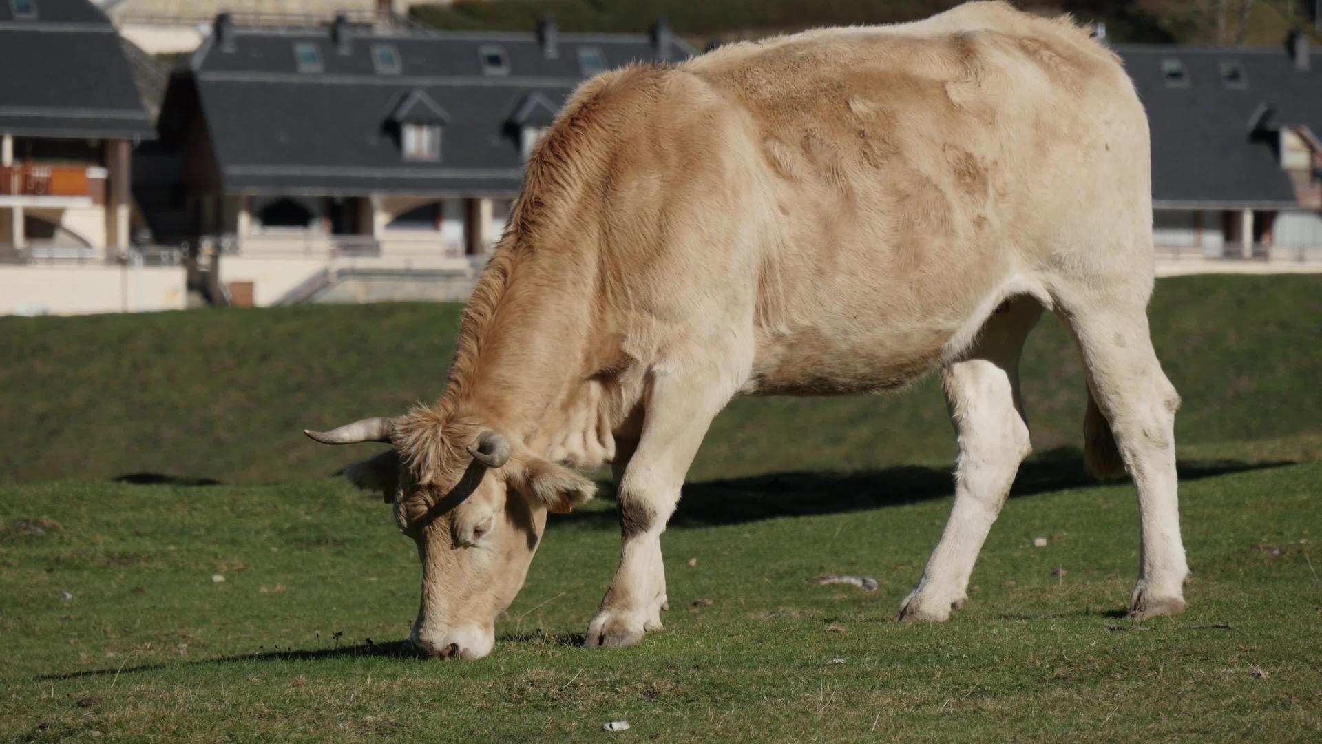 在高山牧场放牧的牛视频的预览图