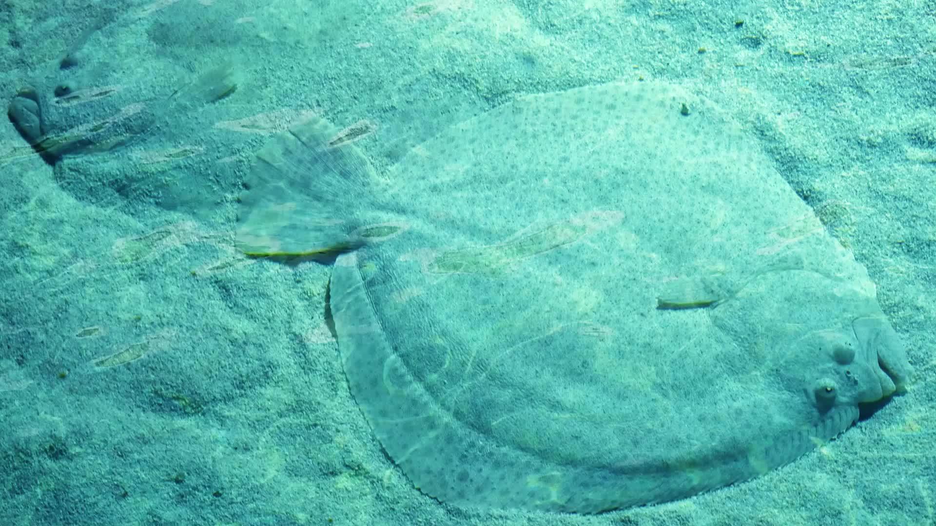 水下两条平面鱼视频的预览图