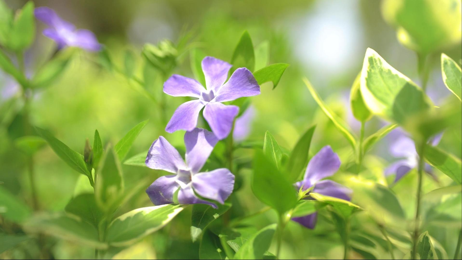 草丛里紫色的小花视频的预览图