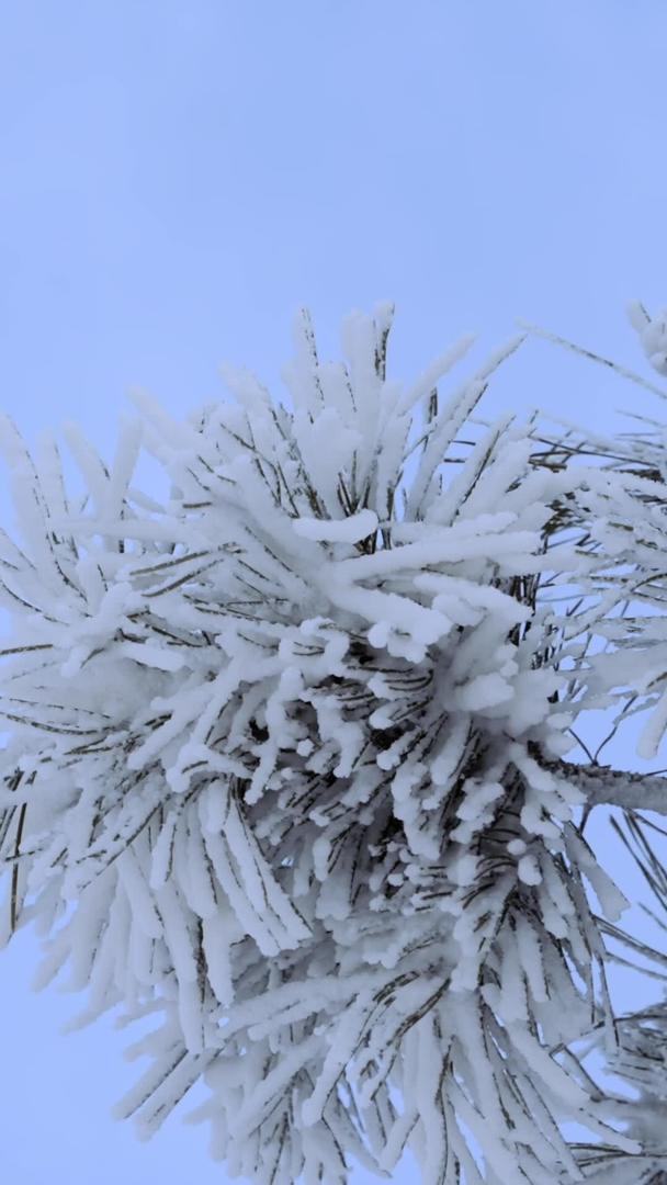 寒冷的冬天松树雾凇寒冷冰冷视频的预览图