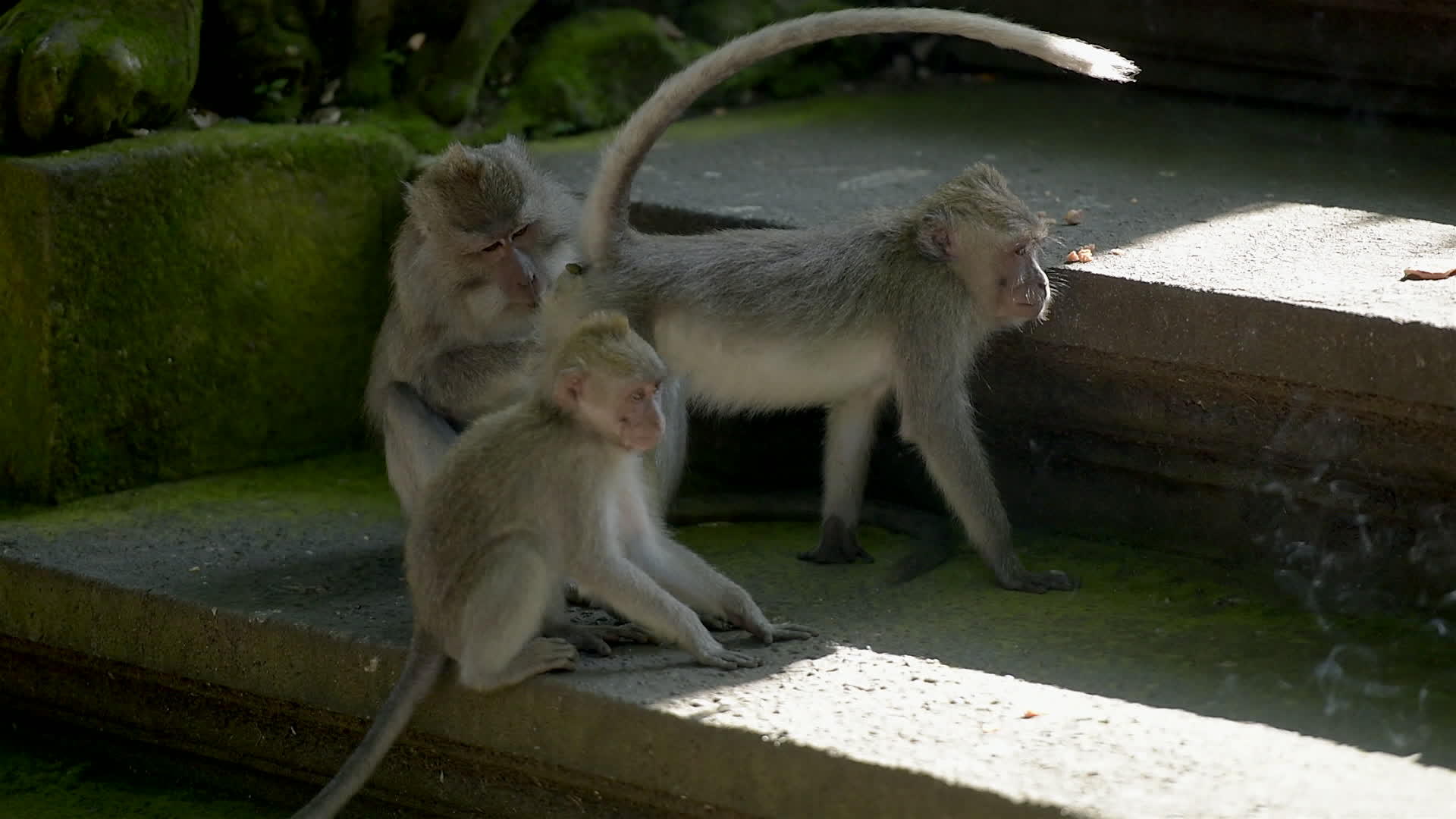 猴子的家人互相交流猴子森林乌布德巴利印地安人视频的预览图