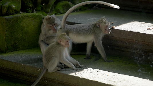 猴子的家人互相交流猴子森林乌布德巴利印地安人视频的预览图