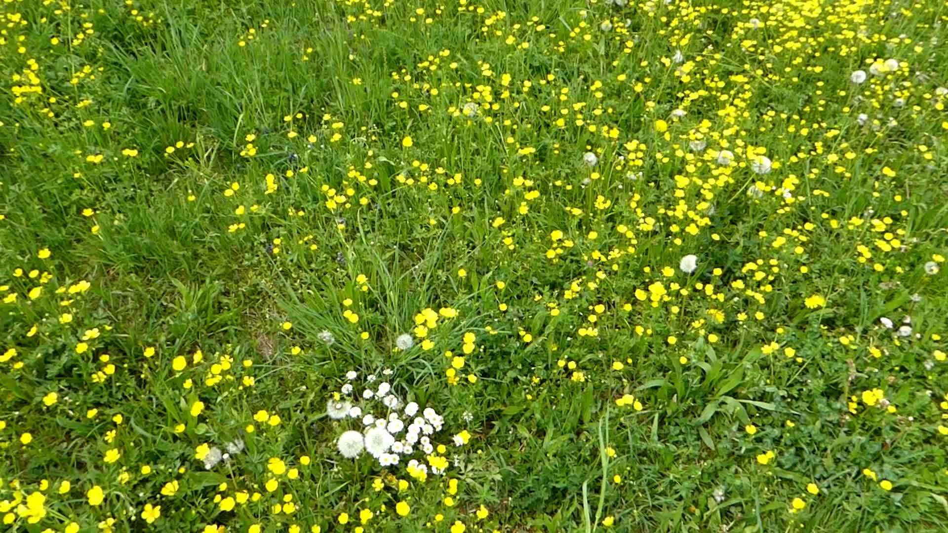 春天在德国的草地上有许多奶油视频的预览图
