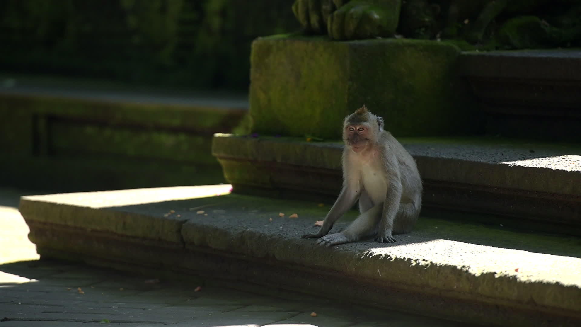 走在寺庙区十几岁的猴子森林乌布德巴利印地安人视频的预览图