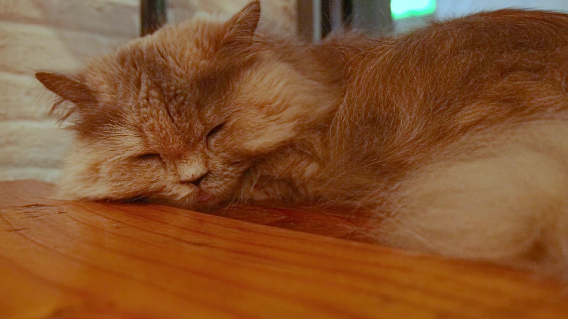 睡不着的百日猫视频的预览图