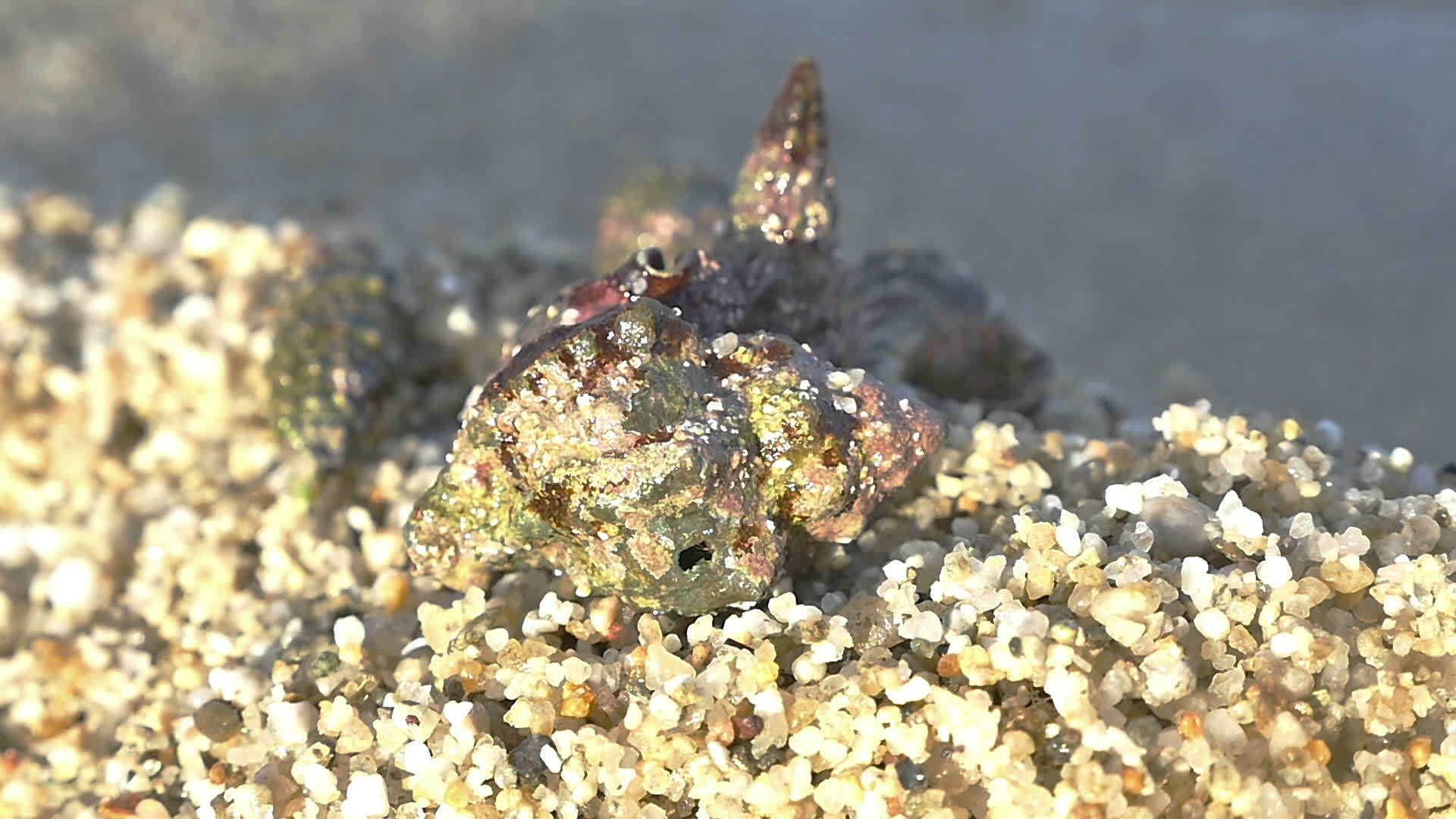 螃蟹用沙石视频的预览图