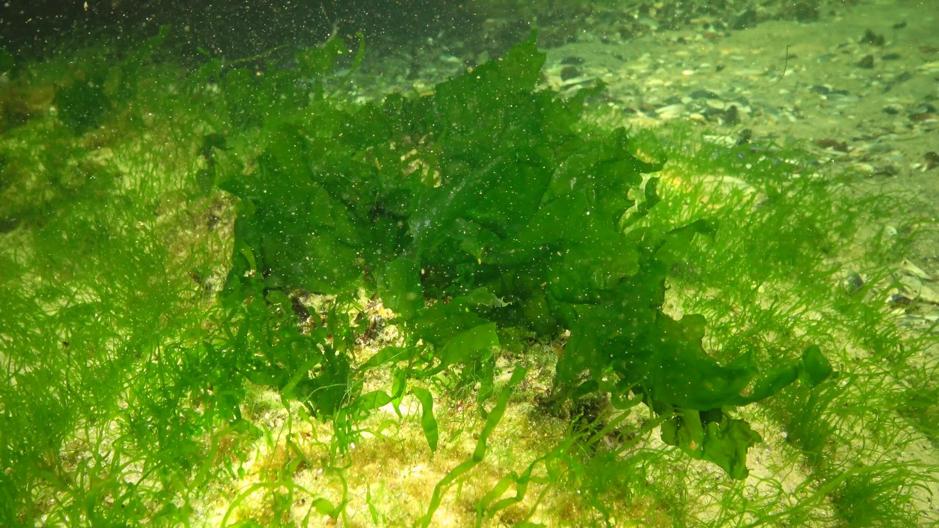 黑海海藻黑海海底绿藻ulvaentomorta视频的预览图