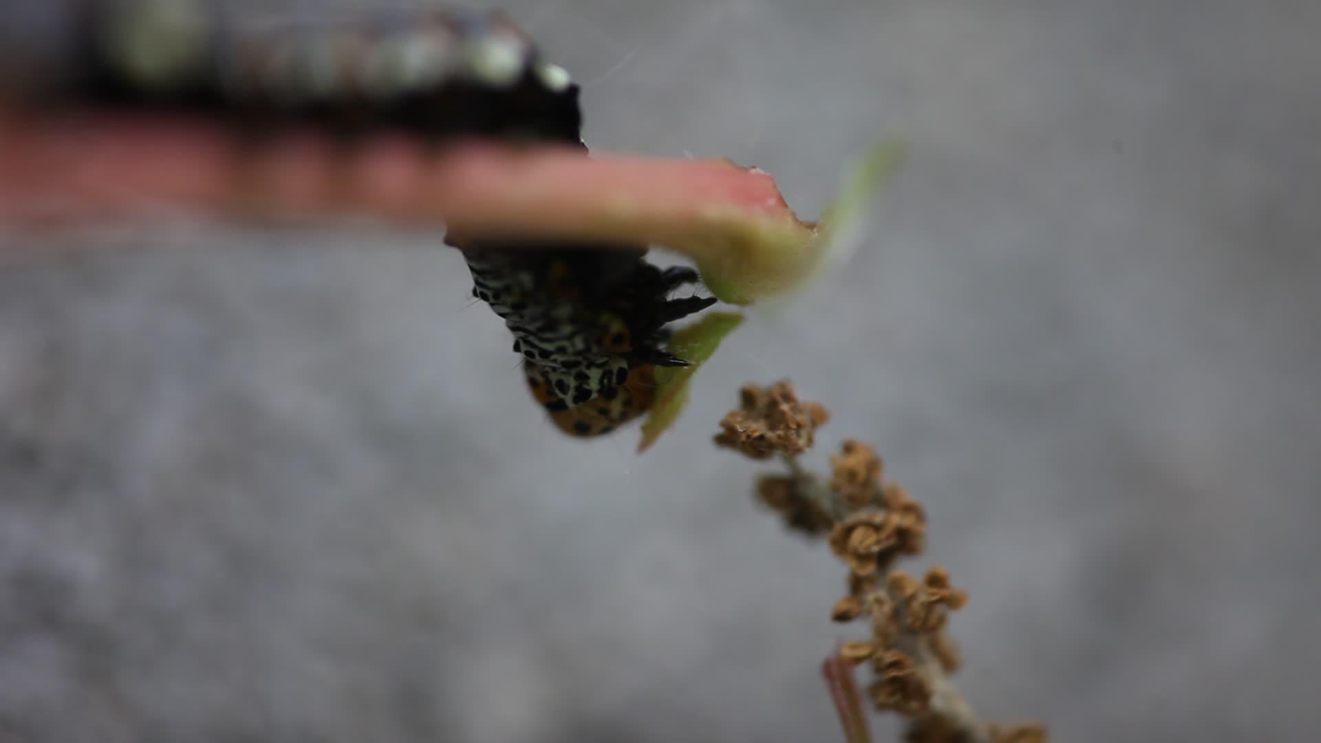 吃毛毛虫的叶子紧紧地关着视频的预览图