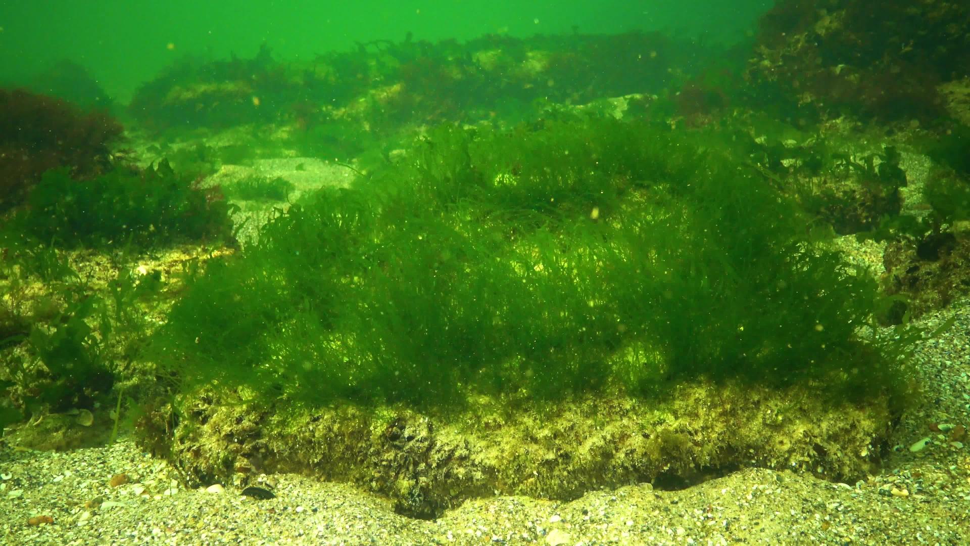 黑海海藻黑海海底绿藻ulvaentomorta视频的预览图