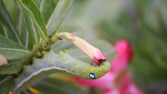 飞蛾幼虫或毛毛虫吃假花视频的预览图