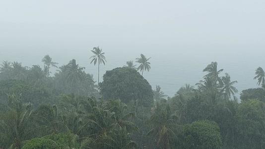 飓风自然灾害期间强烈的海滨景观旋风摇曳着椰子树视频的预览图