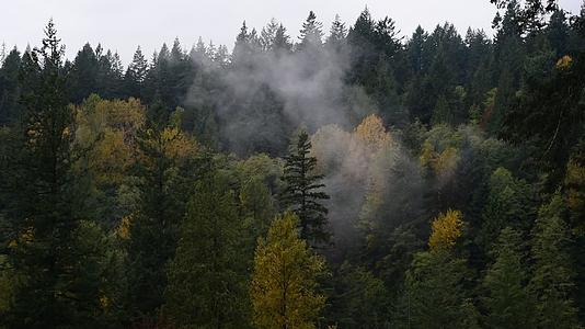 秋天从茂密的森林中升起视频的预览图