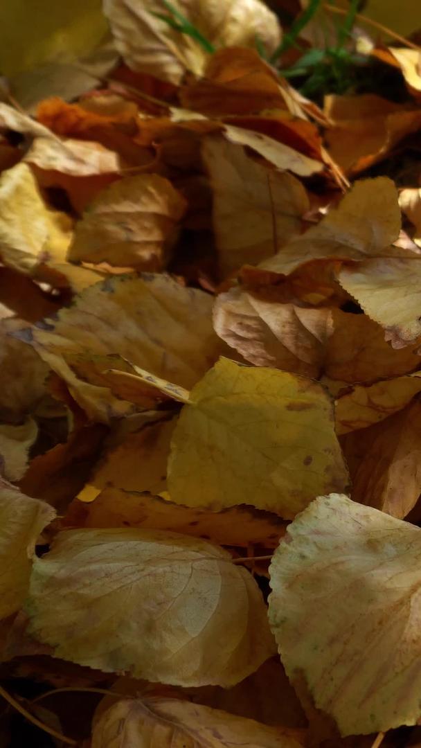 金色的秋叶满地都是视频的预览图