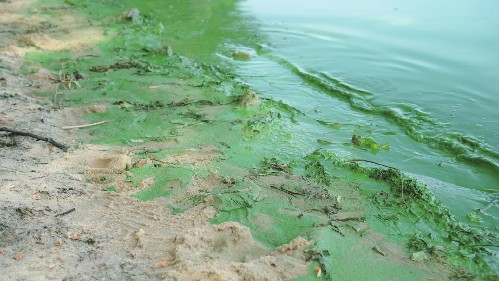 鱼类和水生植物缺氧磷酸盐水污染的问题是绿色和厚重的海藻视频的预览图