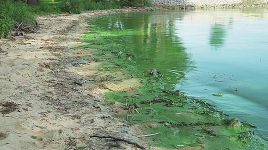 被污染的河岸或湖岸被厚厚的绿色海藻污染视频的预览图
