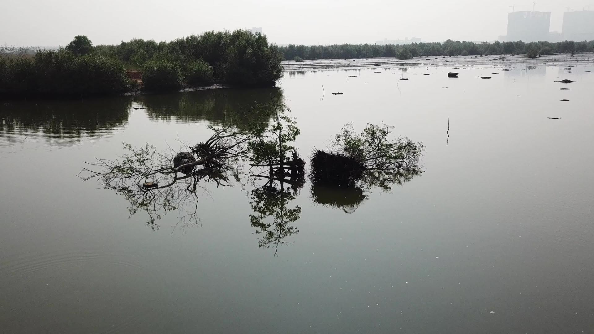 飞到被淹的树上视频的预览图