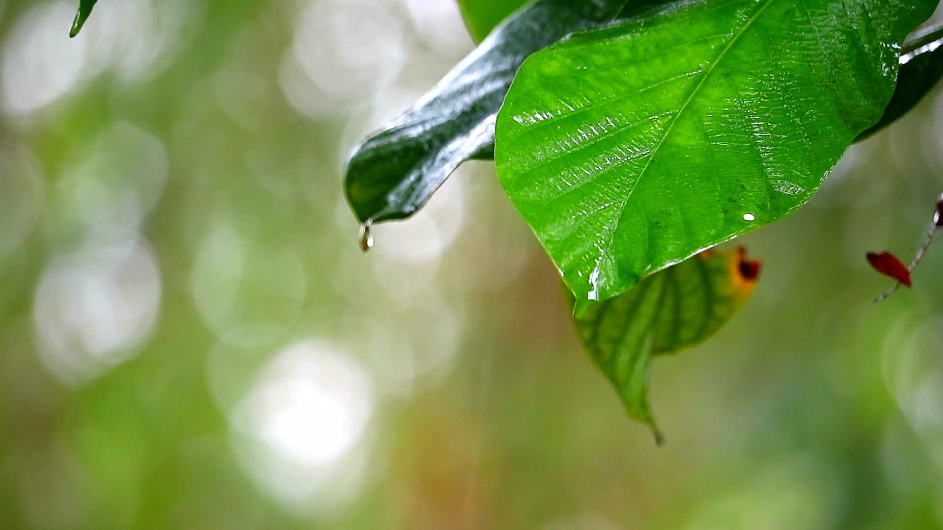 园艺和雨滴1的绿叶背景模糊视频的预览图