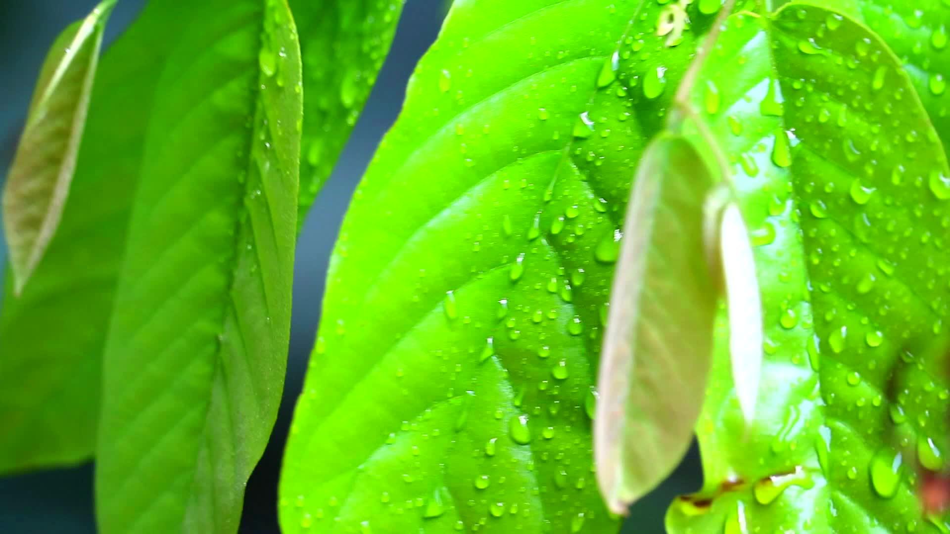 由于表面粗糙绿叶上的雨滴可以延缓视频的预览图