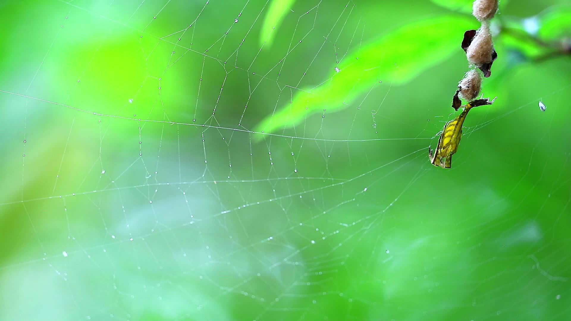 黄蜘蛛在网上等待昆虫和绿叶视频的预览图