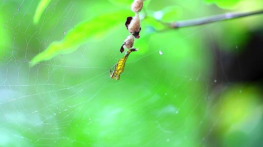 黄蜘蛛在网上等待昆虫和绿叶视频的预览图