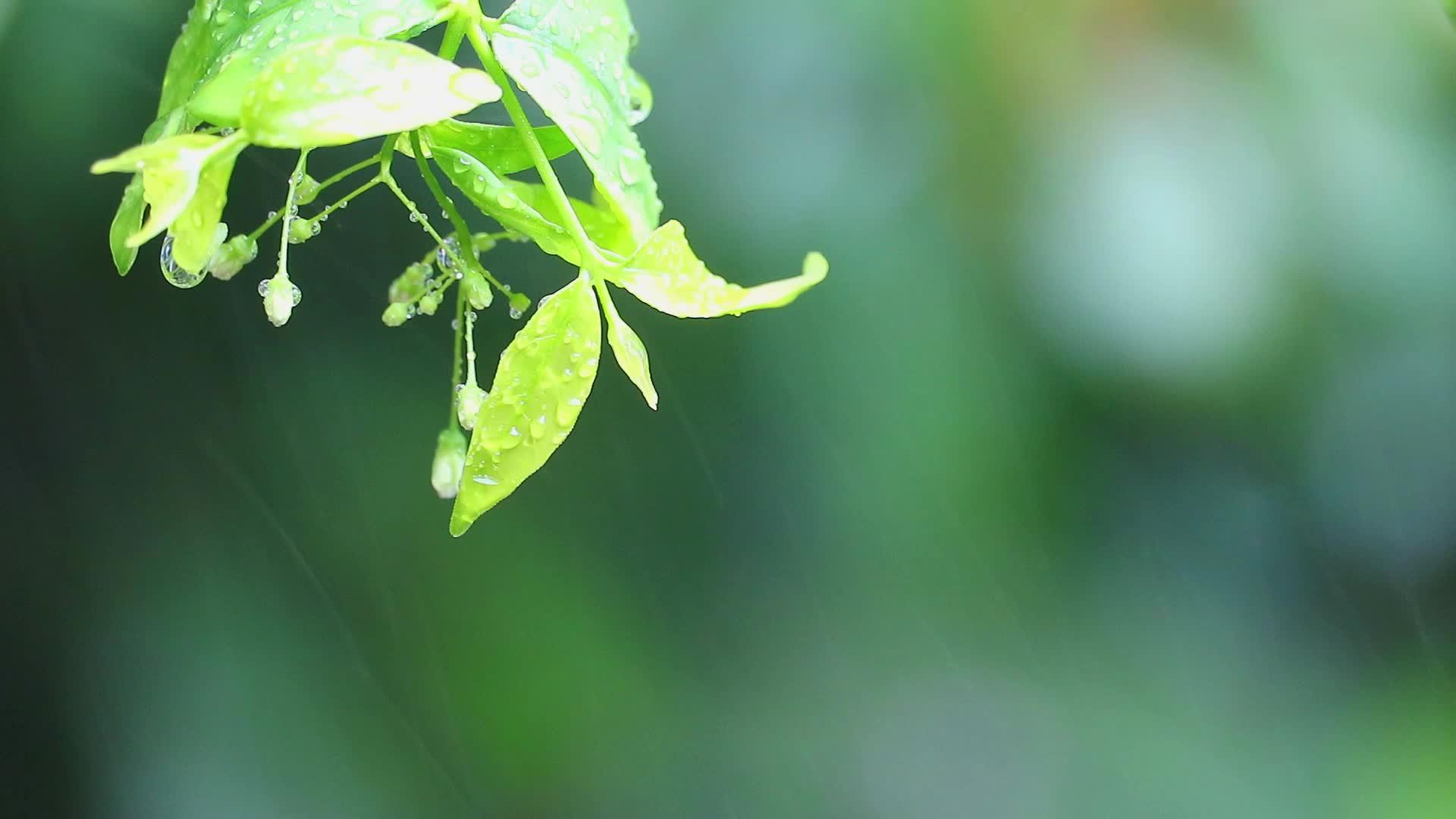 在模糊的背景下花园里的绿叶和雨滴视频的预览图