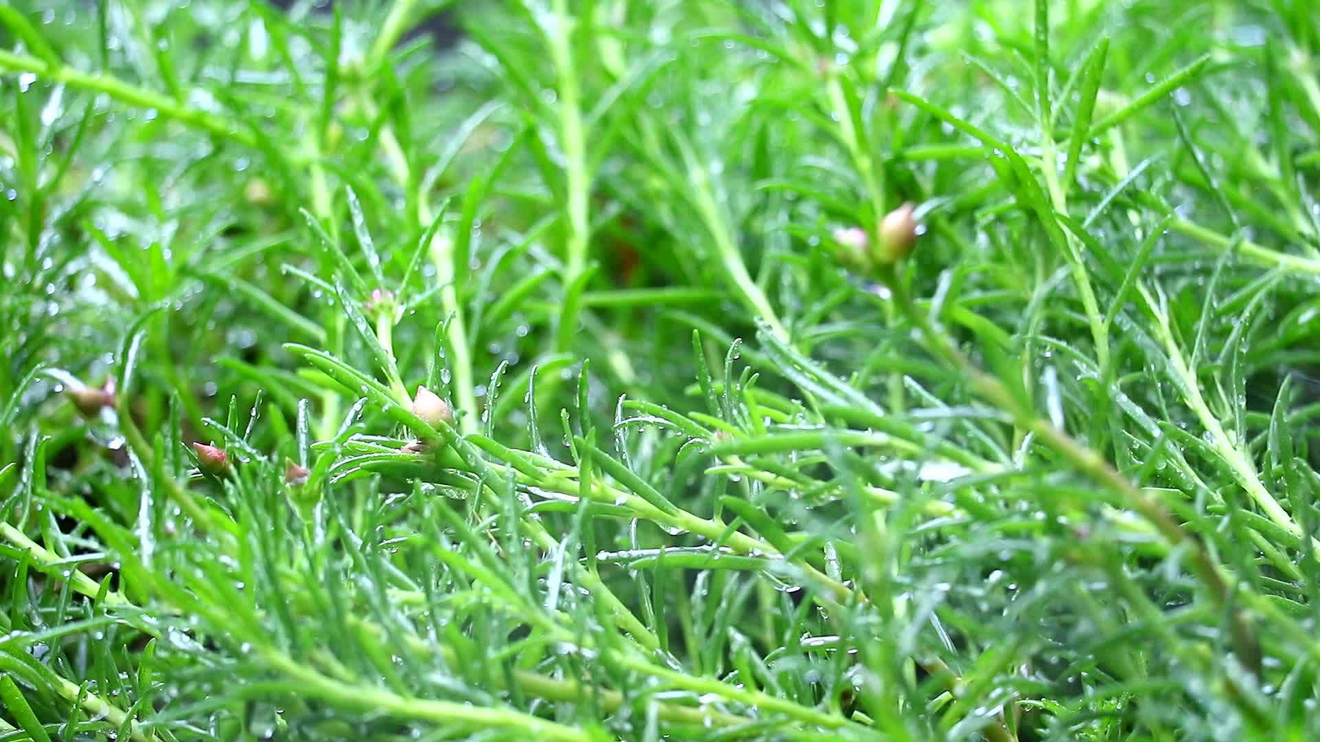 花园里的雨滴和绿叶模糊了1视频的预览图