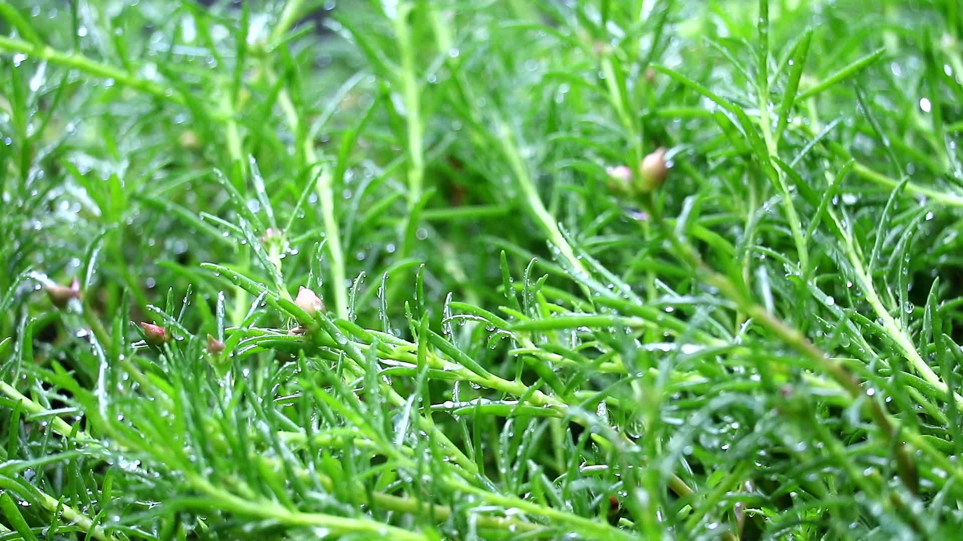 花园里的雨滴花园里有雨点绿叶诞生了雨模糊了视频的预览图