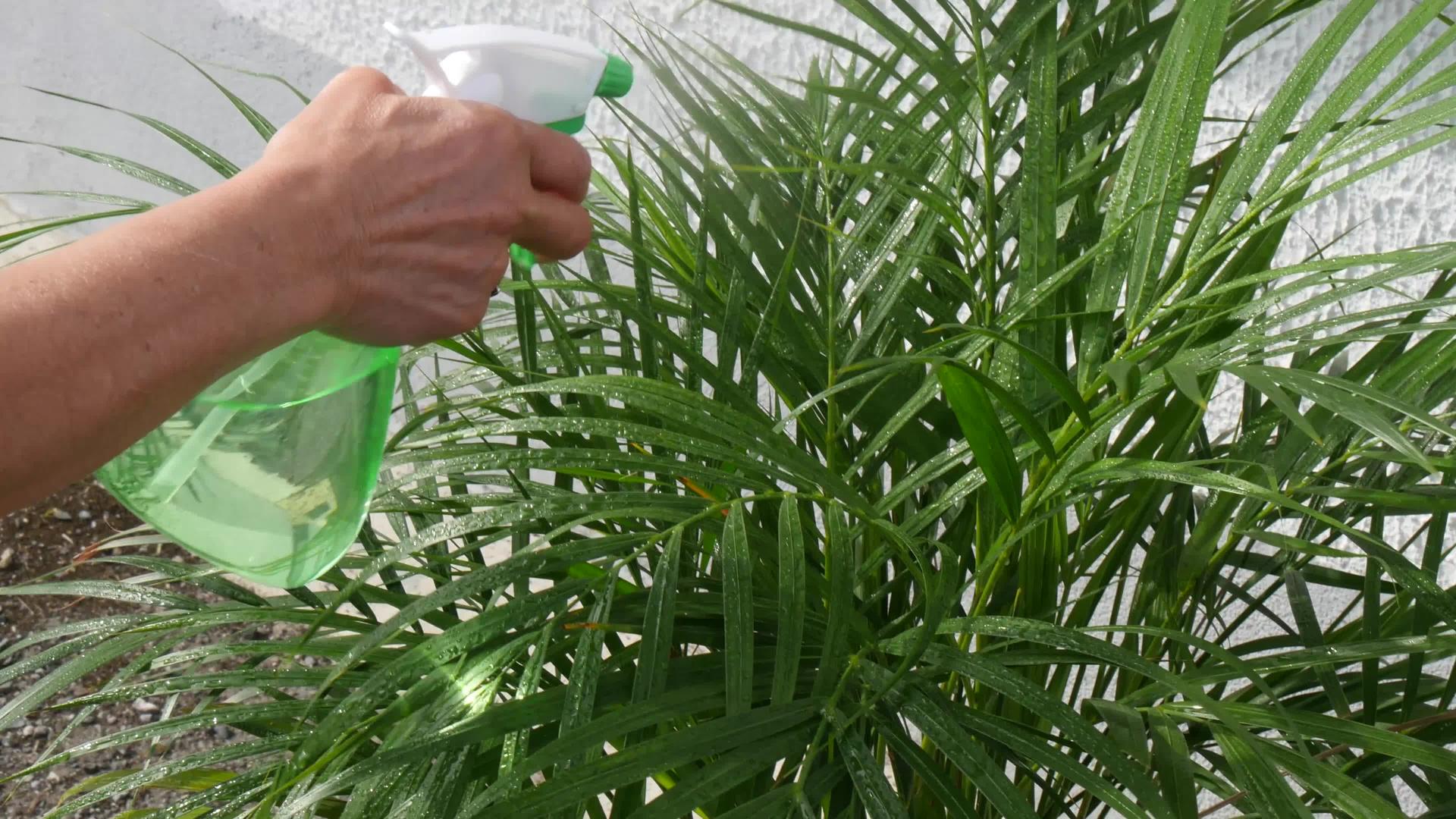 水封增殖植物视频的预览图