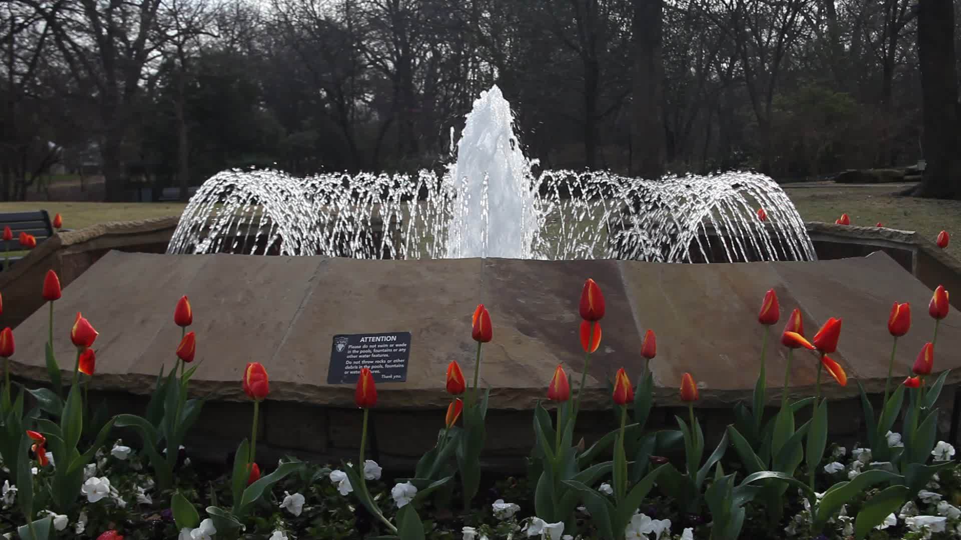 水喷泉带郁金香视频的预览图
